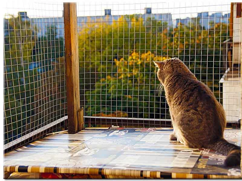 Антикошка на балкон. Клетка антикошка. Антикошка на окна. Кошка антикошка. Балкончик антикошка.